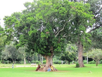 インド、バンガロール　大樹の下で静寂の時　.jpg